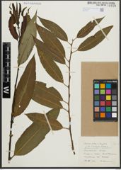 Foto von Salix alba L. x Salix fragilis L.